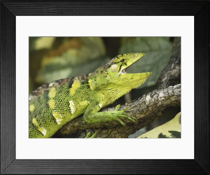 Framed Print : Many-Colored Bush Anole / Common Monkey Lizard Colombia Framed Print : Many-Colored Bush Anole / Common Monkey Lizard Colombia