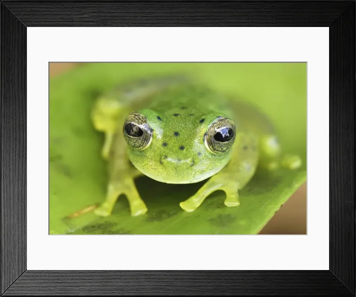 Framed Print : Glass Frog Colombia Framed Print : Glass Frog Colombia