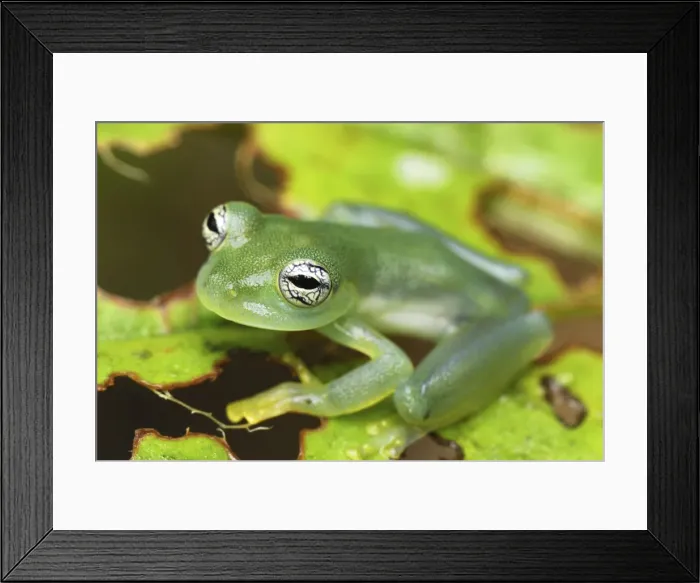 Framed Print : Glass Frog San Cipriano Reserve, Cauca, Colombia Framed Print : Glass Frog San Cipriano Reserve, Cauca, Colombia