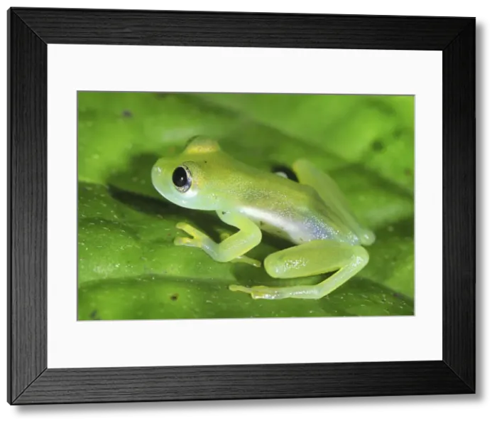 Framed Print : Glass Frog San Cipriano Reserve, Cauca, Colombia Framed Print : Glass Frog San Cipriano Reserve, Cauca, Colombia