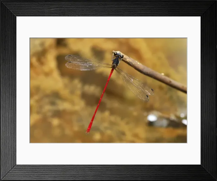 Framed Print : Red Stalk-winged damselfly San Cipriano Reserve, Cauca, Colombia Framed Print : Red Stalk-winged damselfly San Cipriano Reserve, Cauca, Colombia