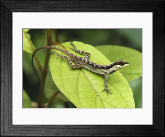 Framed Print : Anolis Lizard San Cipriano Reserve, Cauca, Colombia Framed Print : Anolis Lizard San Cipriano Reserve, Cauca, Colombia