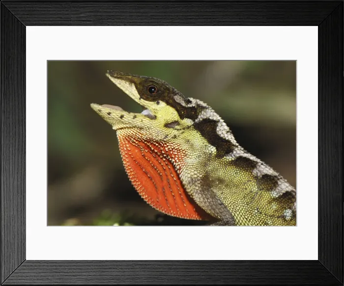 Framed Print : Anolis lizard San Cipriano Reserve, Cauca, Colombia Framed Print : Anolis lizard San Cipriano Reserve, Cauca, Colombia