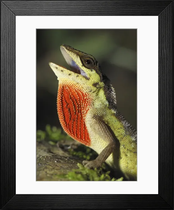 Framed Print : Anolis lizard San Cipriano Reserve, Cauca, Colombia Framed Print : Anolis lizard San Cipriano Reserve, Cauca, Colombia