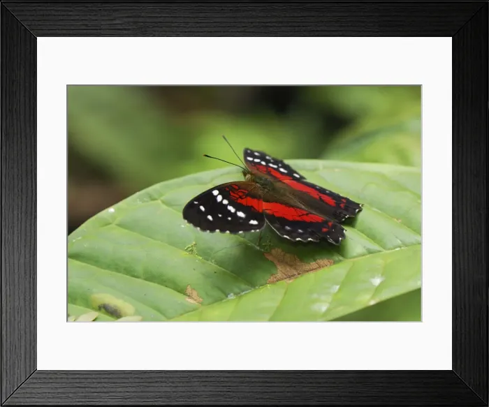 Framed Print : The Brown Peacock Scarlet Peacock San Cipriano Reserve, Cauca, Colombia Framed Print : The Brown Peacock Scarlet Peacock San Cipriano Reserve, Cauca, Colombia