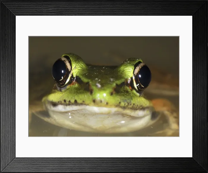 Framed Print : Vaillant's Frog San Cipriano Reserve, Cauca, Colombia Framed Print : Vaillant's Frog San Cipriano Reserve, Cauca, Colombia