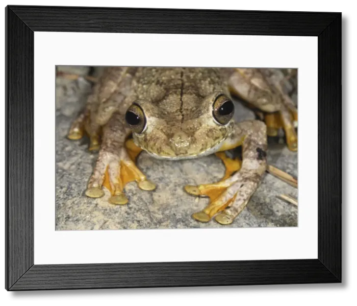 Framed Print : Gladiator Frog San Cipriano Reserve, Cauca, Colombia Framed Print : Gladiator Frog San Cipriano Reserve, Cauca, Colombia