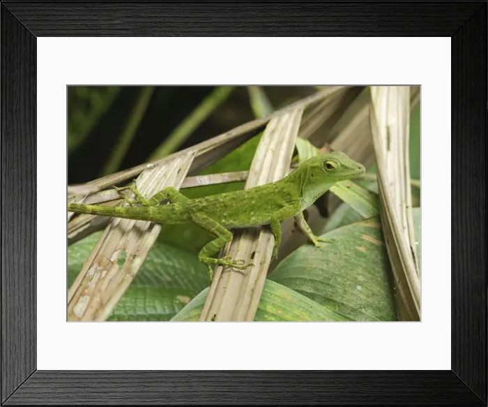 Framed Print : Neotropical Green Anole Braulio Carillo N. P. Costa Rica Framed Print : Neotropical Green Anole Braulio Carillo N. P. Costa Rica