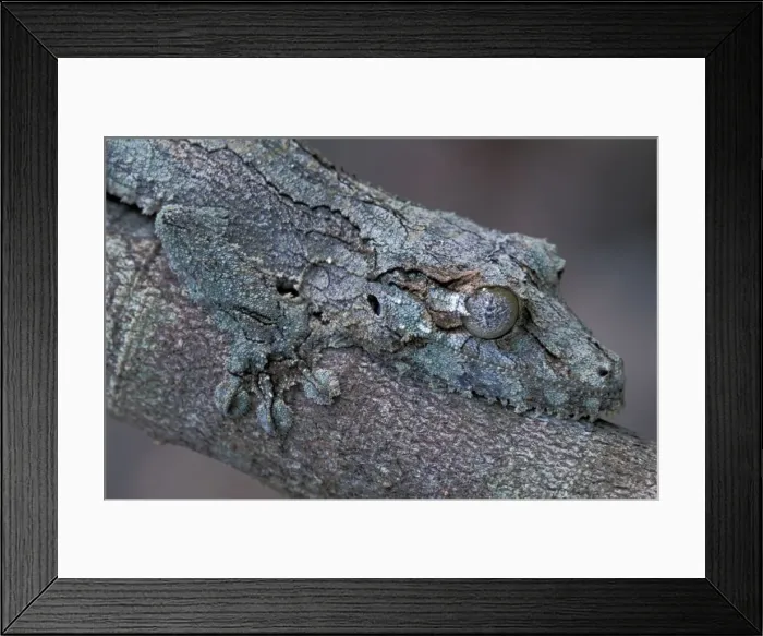 Framed Print : Mossy Leaf-tailed Gecko / Southern Leaf-tailed Gecko - Andasibe Mantadia National Park - Madagascar Framed Print : Mossy Leaf-tailed Gecko / Southern Leaf-tailed Gecko - Andasibe Mantadia National Park - Madagascar