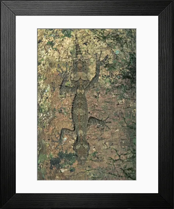 Framed Print : Northern Leaf-tailed Gecko - Lamington Nationalpark - Australia Framed Print : Northern Leaf-tailed Gecko - Lamington Nationalpark - Australia