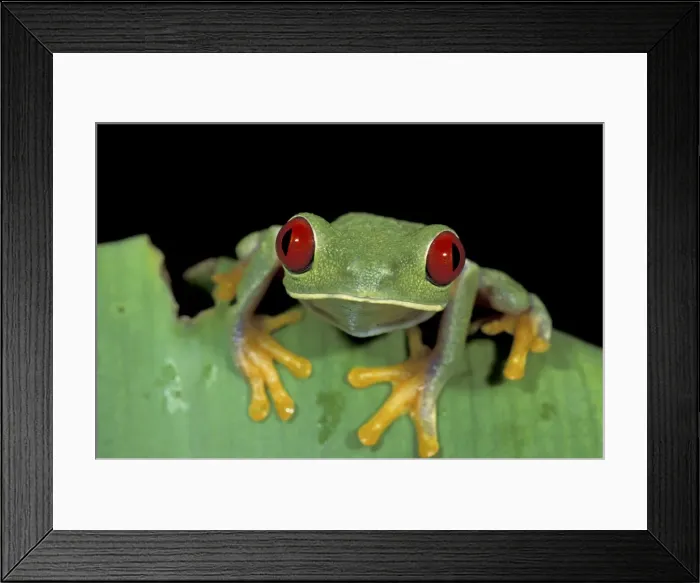 Framed Print : Red-eyed Leaf Frog - Cahuita National Park - Costa Rica Framed Print : Red-eyed Leaf Frog - Cahuita National Park - Costa Rica