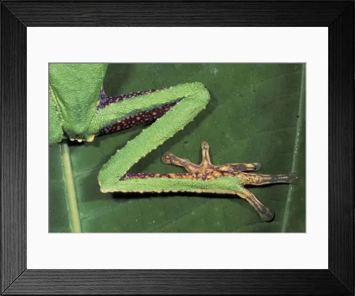 Framed Print : White-lined Leaf Frog - Hind leg - Manu National Park - Peru Framed Print : White-lined Leaf Frog - Hind leg - Manu National Park - Peru