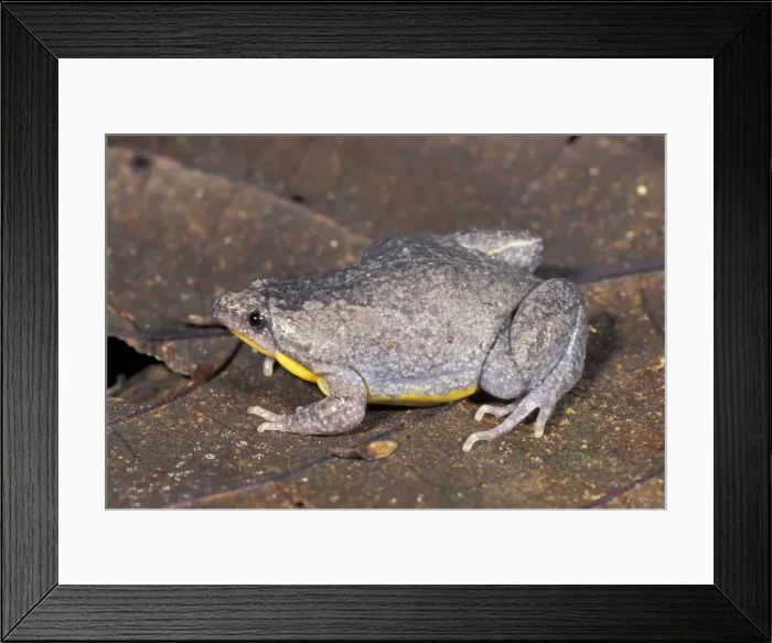 Framed Print : Narrow-mouthed Frog - Manu National Park - Peru Framed Print : Narrow-mouthed Frog - Manu National Park - Peru