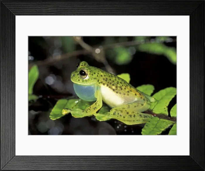 Framed Print : Glass Frog - Manu National Park - 1800m - Peru Framed Print : Glass Frog - Manu National Park - 1800m - Peru
