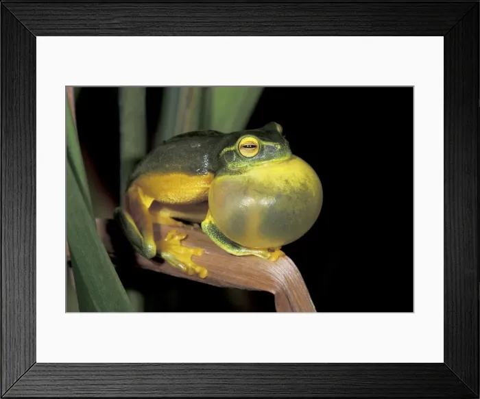 Framed Print : Dainty Green Treefrog - Mossman - Queensland - Australia Framed Print : Dainty Green Treefrog - Mossman - Queensland - Australia