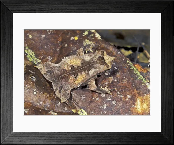 Framed Print : Crested Forest Toad - Manu National Park - Peru Framed Print : Crested Forest Toad - Manu National Park - Peru