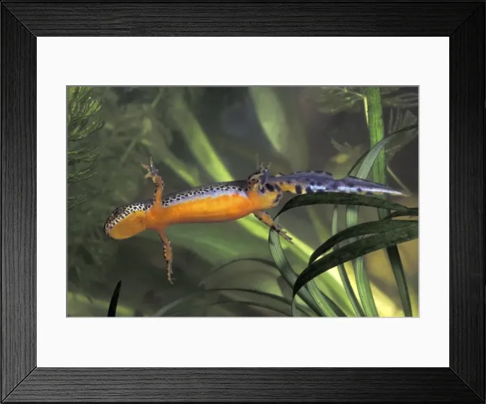 Framed Print : Alpine Newt - male - Switzerland Framed Print : Alpine Newt - male - Switzerland