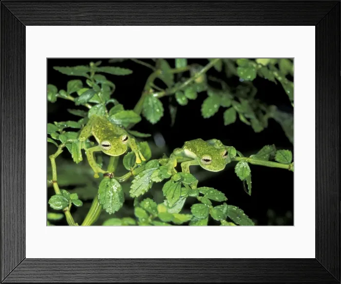 Framed Print : Glass Frog - Manu National Park - 1800m - Peru