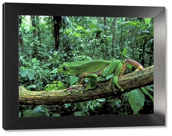 Giant Leaf Frog  /  Giant Waxy Monkey Frog - Tambopata Candamo Reserve - Peru