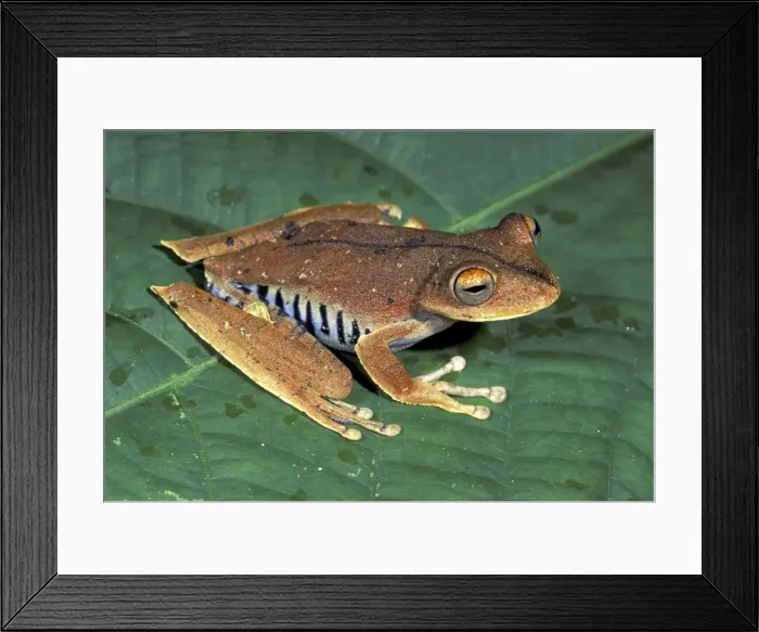 Framed Print : Convict Treefrog - Manu National Park - Peru Framed Print : Convict Treefrog - Manu National Park - Peru