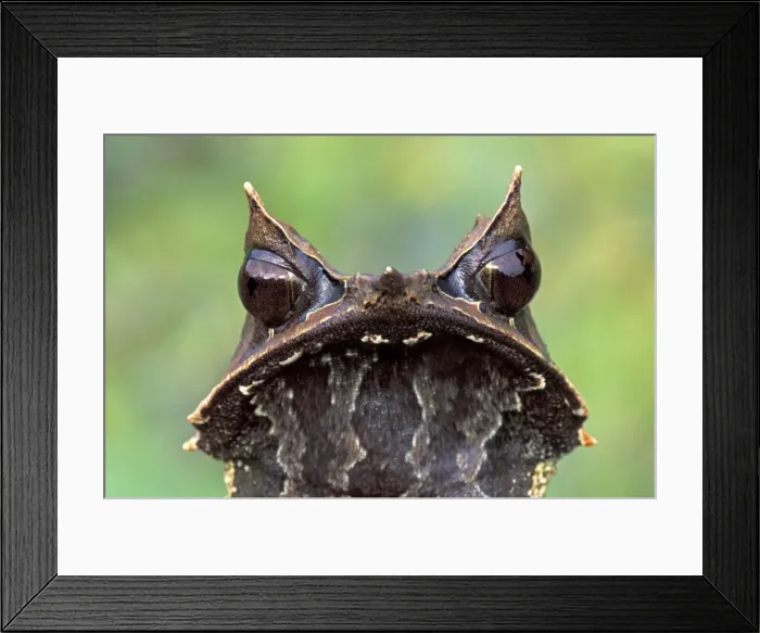 Framed Print : Nose-horned Frog - Gunung Gading Nationalpark - Sarawak - Borneo - Malaysia Framed Print : Nose-horned Frog - Gunung Gading Nationalpark - Sarawak - Borneo - Malaysia