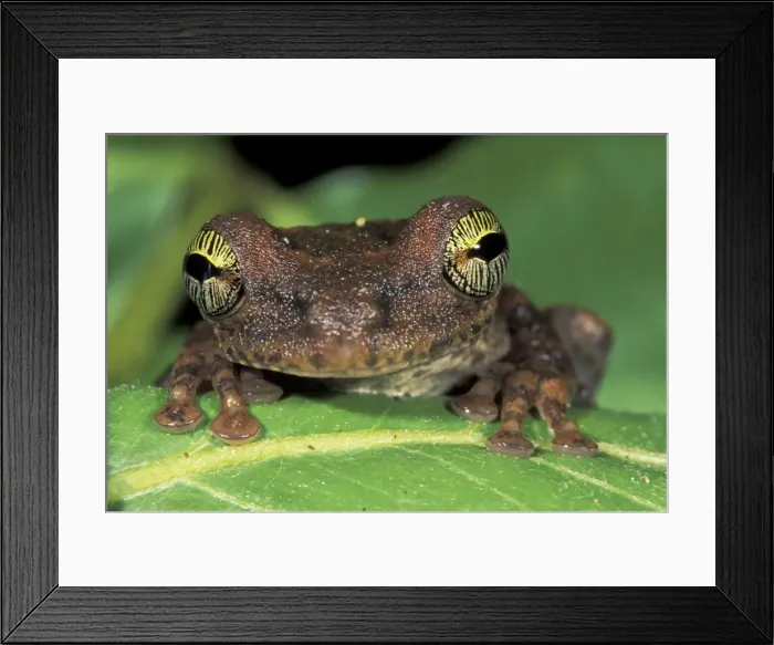 Framed Print : Slender-legged Treefrog - Giant Broad-headed Treefrog - Tuparro National Park - Colombia Framed Print : Slender-legged Treefrog - Giant Broad-headed Treefrog - Tuparro National Park - Colombia