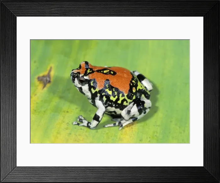 Framed Print : Red Rain Frog - Isalo National Park - Madagascar Framed Print : Red Rain Frog - Isalo National Park - Madagascar