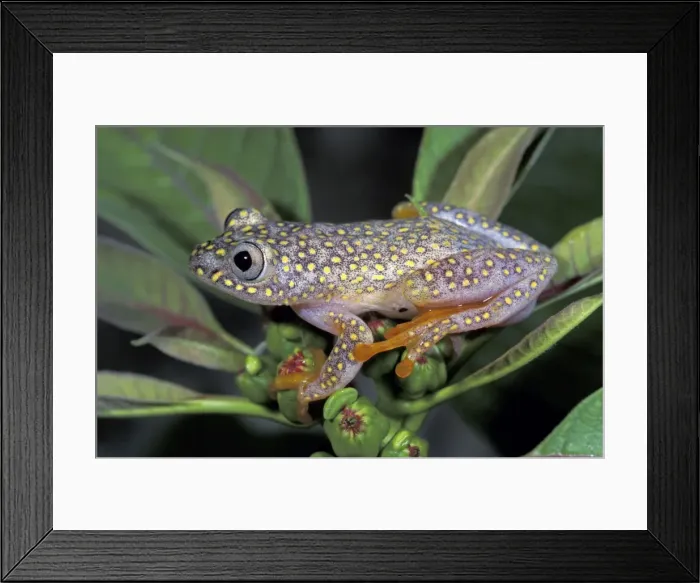 Framed Print : White Spotted Reed Frog - Ranomafana National Park - Madagascar Framed Print : White Spotted Reed Frog - Ranomafana National Park - Madagascar