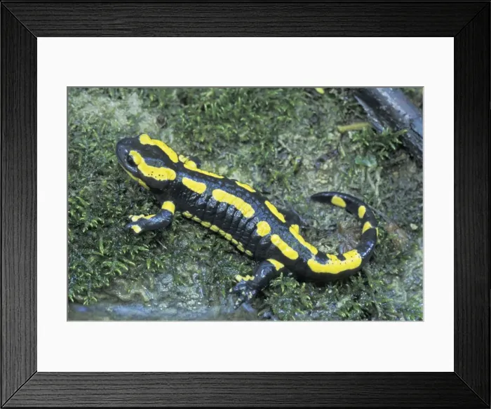 Framed Print : Fire Salamander - Switzerland Framed Print : Fire Salamander - Switzerland