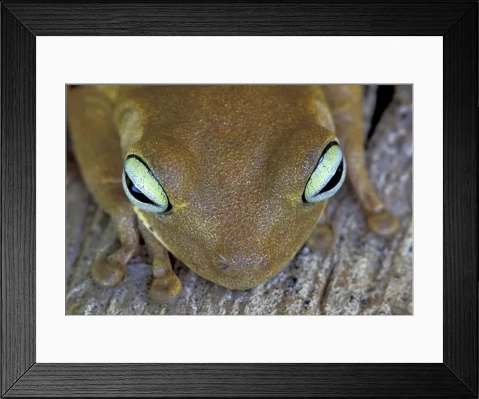 Framed Print : Rattle-voiced Treefrog - Emerald-eyed Treefrog - Los Llanos - Venezuela Framed Print : Rattle-voiced Treefrog - Emerald-eyed Treefrog - Los Llanos - Venezuela
