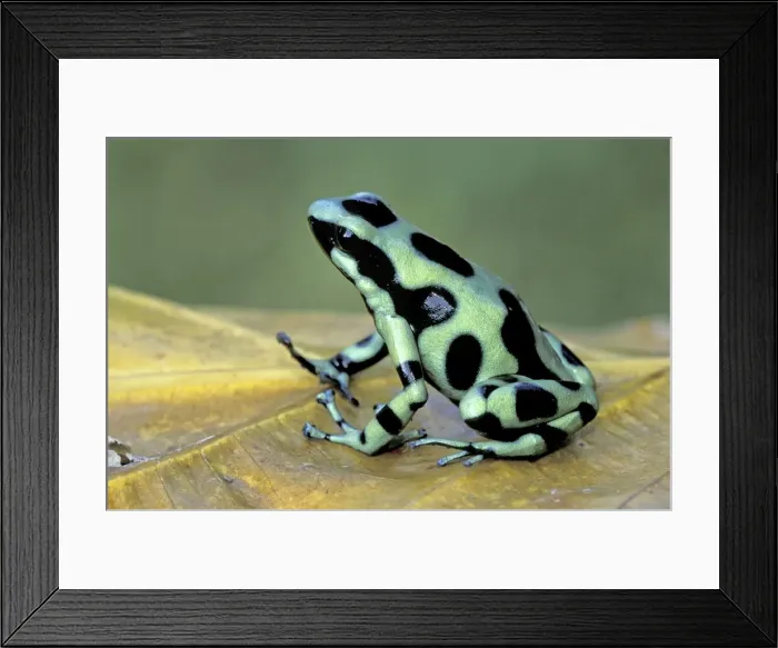 Framed Print : Green and Black Poison Frog - Cahuita National Park - Costa Rica Framed Print : Green and Black Poison Frog - Cahuita National Park - Costa Rica