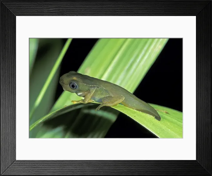 Framed Print : Walking Treefrog - Tambopata Candamo Reserve - Peru Framed Print : Walking Treefrog - Tambopata Candamo Reserve - Peru