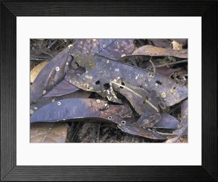 Framed Print : Bat-faced Toad - Amacayacu National Park - Colombia Framed Print : Bat-faced Toad - Amacayacu National Park - Colombia
