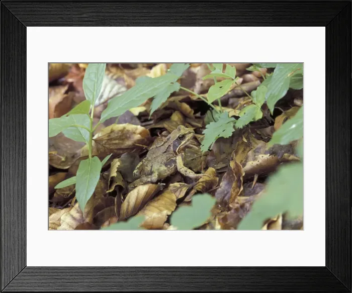 Framed Print : Common Frog - Switzerland Framed Print : Common Frog - Switzerland