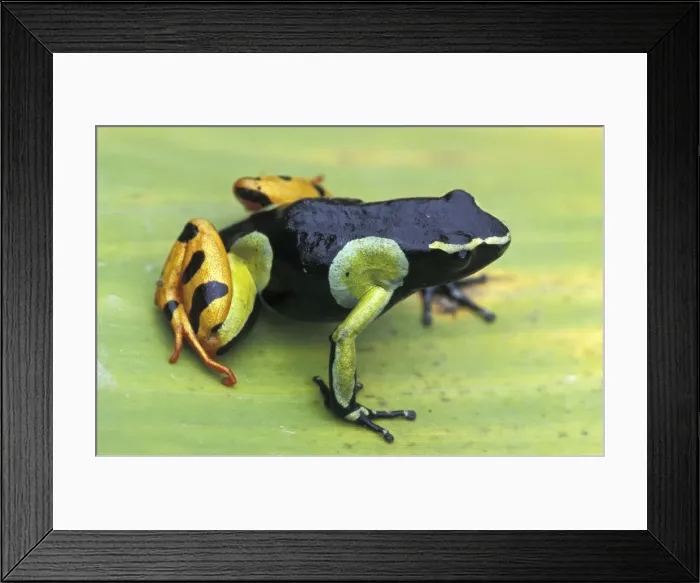 Framed Print : Painted Mantella - Andasibe - Mantadia National Park - Madagascar Framed Print : Painted Mantella - Andasibe - Mantadia National Park - Madagascar