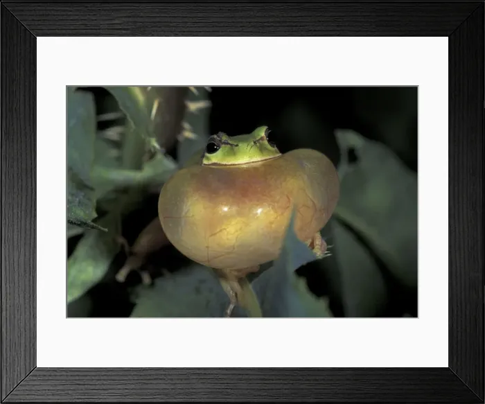 Framed Print : Stripeless Tree Frog - calling - France Framed Print : Stripeless Tree Frog - calling - France