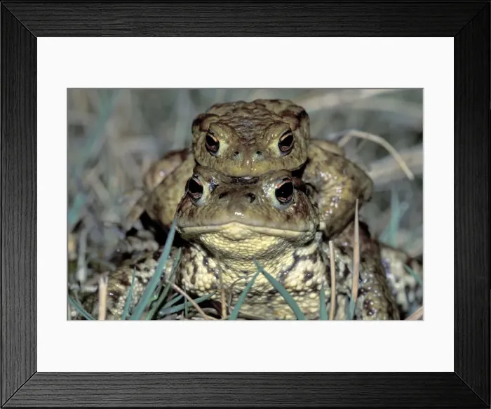 Framed Print : Common Toad - Amplexus - Switzerland Framed Print : Common Toad - Amplexus - Switzerland