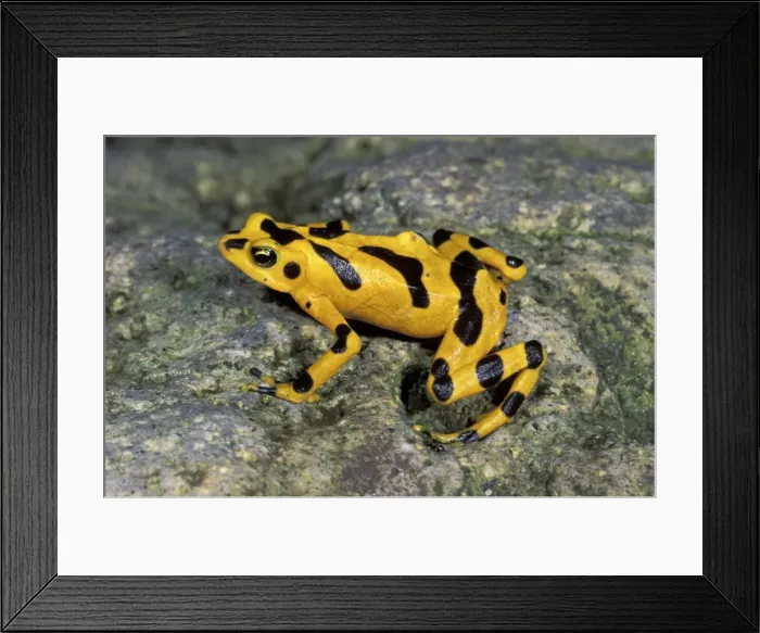 Framed Print : Cerro Campana Stubfoot Toad / Golden Arrow Poison Frog - El Valle de Anton - Panama Framed Print : Cerro Campana Stubfoot Toad / Golden Arrow Poison Frog - El Valle de Anton - Panama