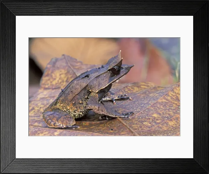 Framed Print : Nose-horned Frog - Gunung Gading Nationalpark - Sarawak - Borneo - Malaysia