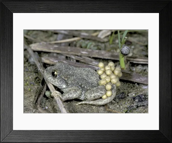 Framed Print : Midwife Toad with eggs - Switzerland Framed Print : Midwife Toad with eggs - Switzerland