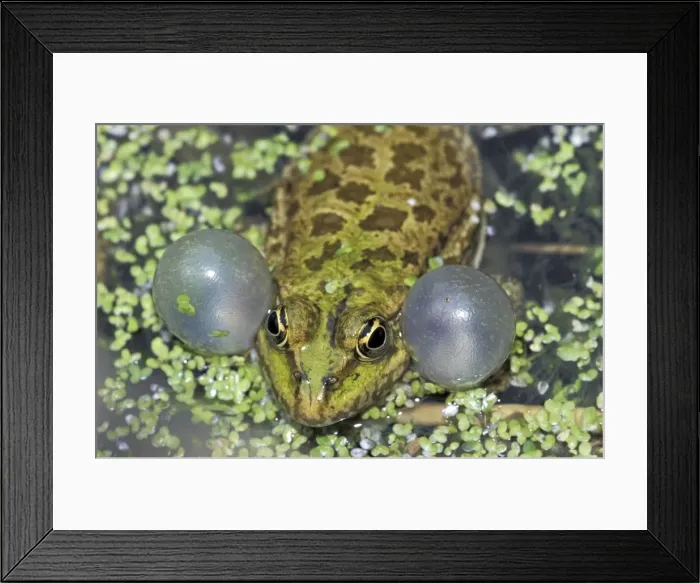 Framed Print : Lake Frog - calling - Switzerland Framed Print : Lake Frog - calling - Switzerland