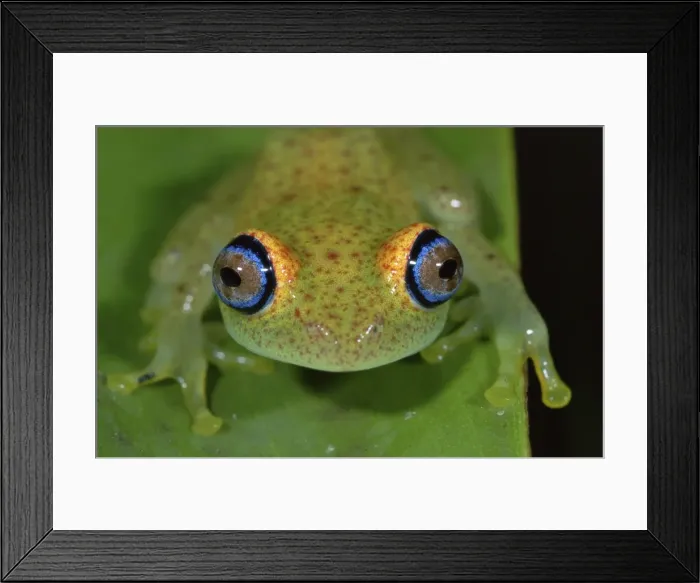 Framed Print : Green Bright-eyed Frog - Andasibe - Mantadia National Park - Madagascar Framed Print : Green Bright-eyed Frog - Andasibe - Mantadia National Park - Madagascar