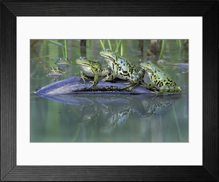 Framed Print : Edible Frog - Switzerland Framed Print : Edible Frog - Switzerland