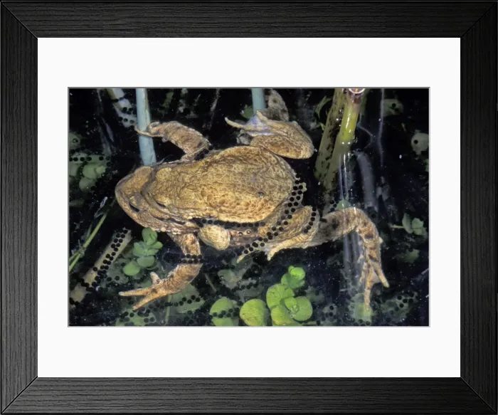Framed Print : Common Toad - Amplexus with spawn - Switzerland Framed Print : Common Toad - Amplexus with spawn - Switzerland