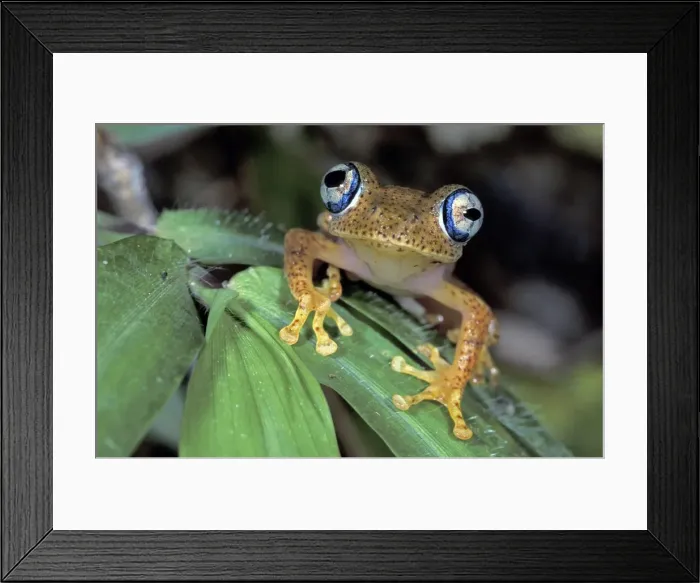 Framed Print : Dumeril's Bright-eyed Frog - Andasibe - Mantadia National Park - Madagascar Framed Print : Dumeril's Bright-eyed Frog - Andasibe - Mantadia National Park - Madagascar