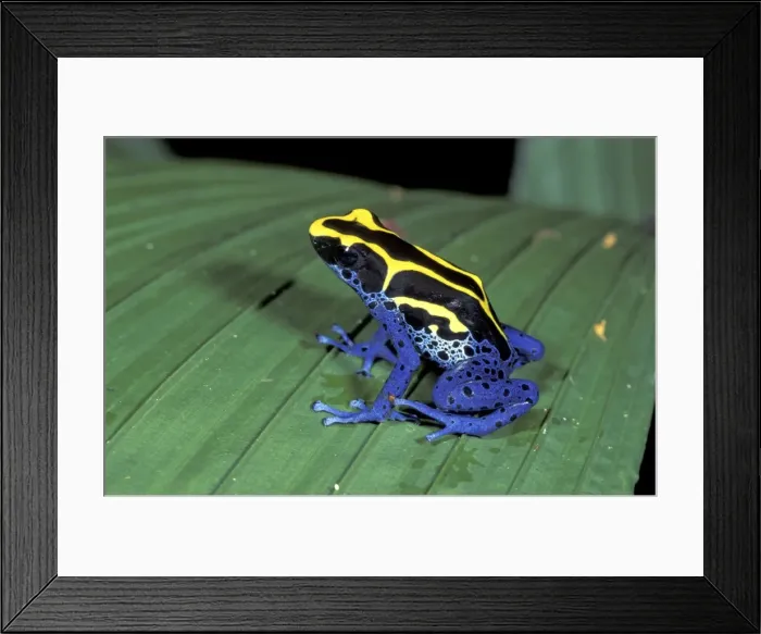 Framed Print : Dyeing Poison Frog - Kaw - French Guayana Framed Print : Dyeing Poison Frog - Kaw - French Guayana