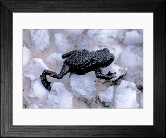 Framed Print : Toad - Roraima Tepui - 2800m - Venezuela Framed Print : Toad - Roraima Tepui - 2800m - Venezuela