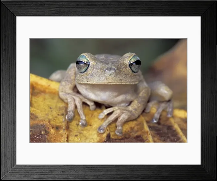 Framed Print : Rattle-voiced Treefrog - Emerald-eyed Treefrog - Los Llanos - Venezuela Framed Print : Rattle-voiced Treefrog - Emerald-eyed Treefrog - Los Llanos - Venezuela