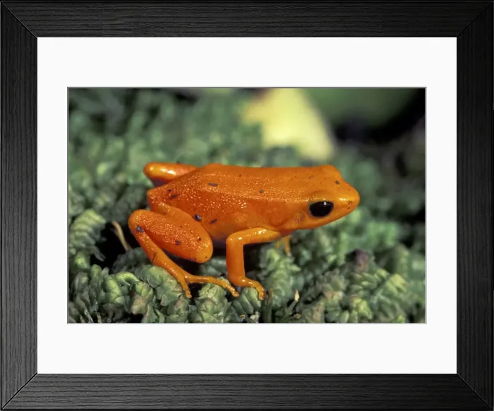 Framed Print : Golden Mantella - Andasibe Mantadia National Park - Madagascar Framed Print : Golden Mantella - Andasibe Mantadia National Park - Madagascar