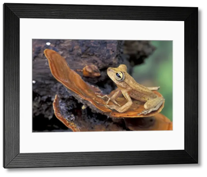 Framed Print : Gunther's Banded Treefrog - Tambopata Candamo Reserve - Peru Framed Print : Gunther's Banded Treefrog - Tambopata Candamo Reserve - Peru